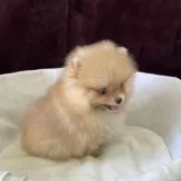 ポメラニアン【三重県・女の子・2025年7月25日・オレンジ】の写真4