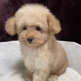 トイプードル(トイ)【三重県・男の子・2025年8月21日・レッド】の写真5