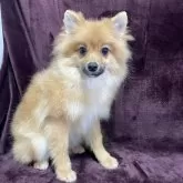 ポメラニアン【三重県・男の子・2025年5月29日・オレンジセーブル】の写真5