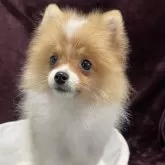 ポメラニアン【三重県・男の子・2025年7月25日・パーティ】の写真5