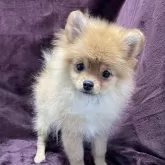 ポメラニアン【三重県・男の子・2025年7月20日・オレンジ】の写真5