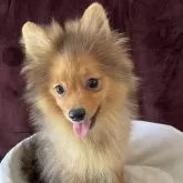 ポメラニアン【三重県・女の子・2025年3月31日・オレンジセーブル】の写真6