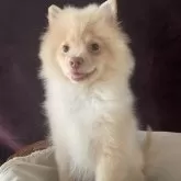 ポメラニアン【三重県・男の子・2025年5月7日・クリーム】の写真6