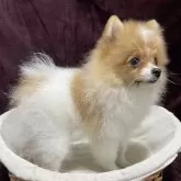 ポメラニアン【三重県・男の子・2025年7月25日・パーティ】の写真6