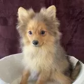 ポメラニアン【三重県・女の子・2025年3月31日・オレンジセーブル】の写真7