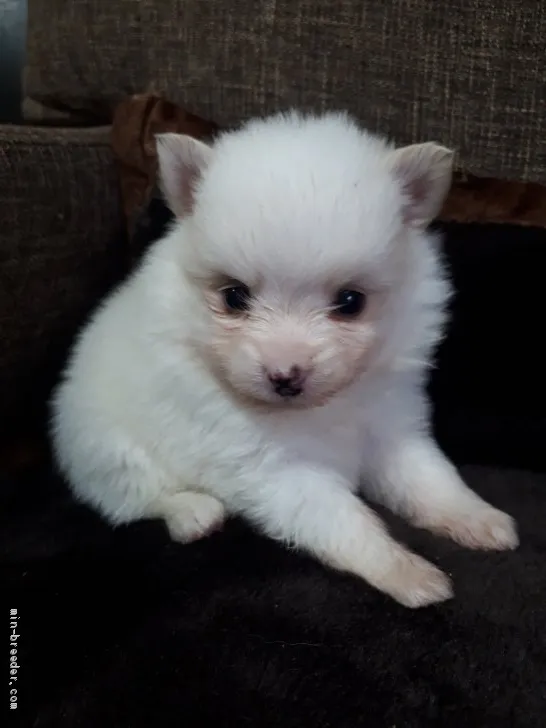 ID：2005-01139の子犬