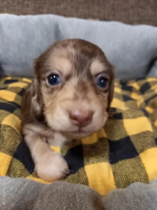 ショウ 様のお迎えした子犬