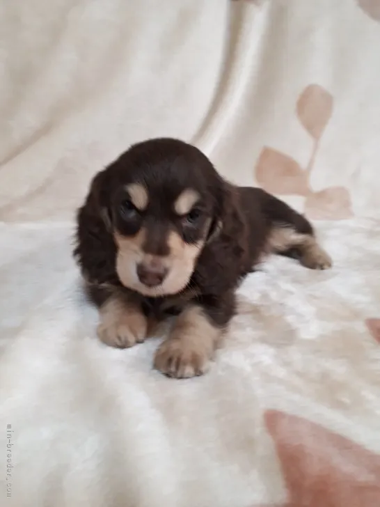 ジュリ 様のお迎えした子犬