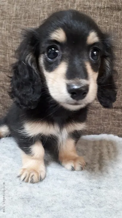 さやとわ 様のお迎えした子犬