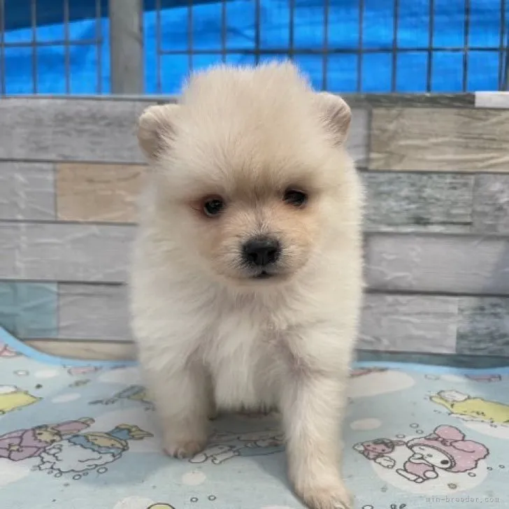 ID：2311-02062の子犬