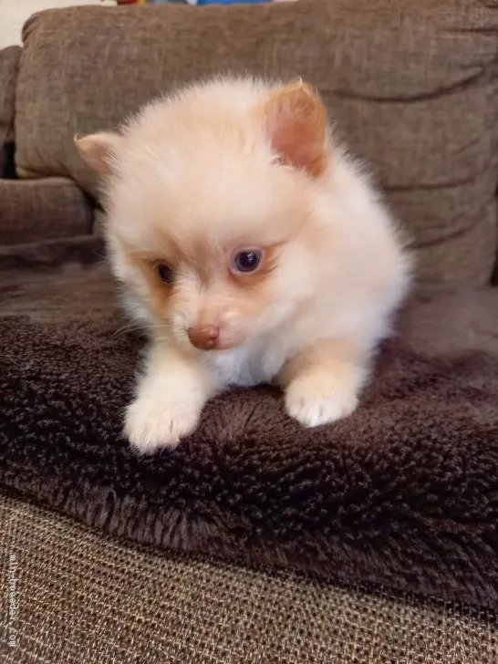 よしの 様のお迎えした子犬