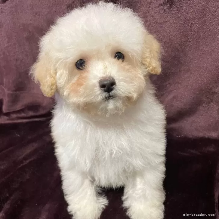 ID:2312-01324の子犬