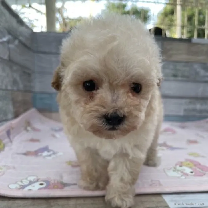 ID：2309-06399の子犬