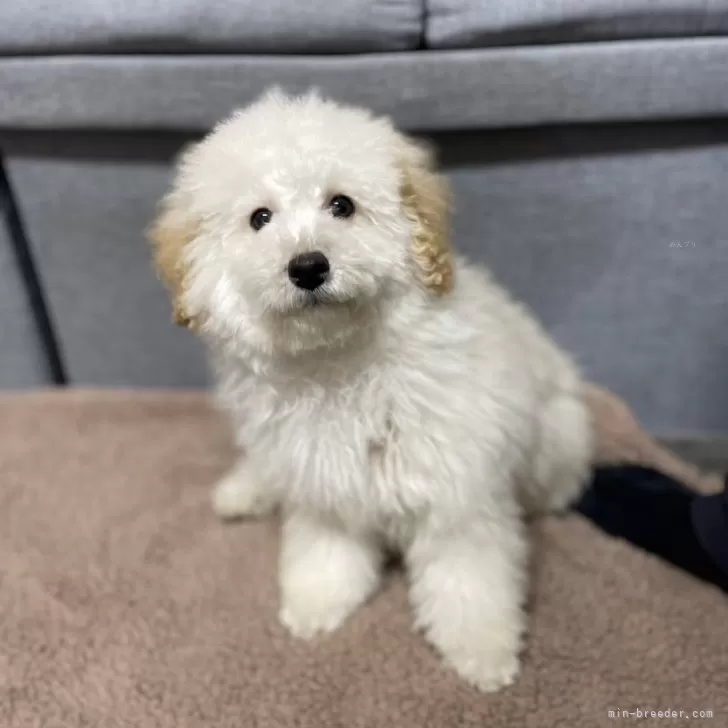 ハットリ 様のお迎えした子犬