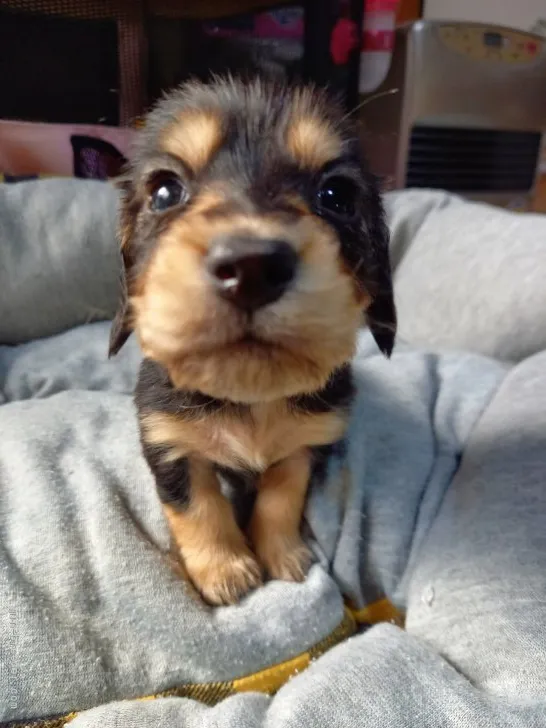 ID:2202-00285の子犬