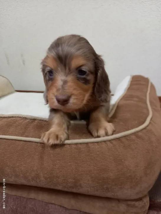 kina 様のお迎えした子犬
