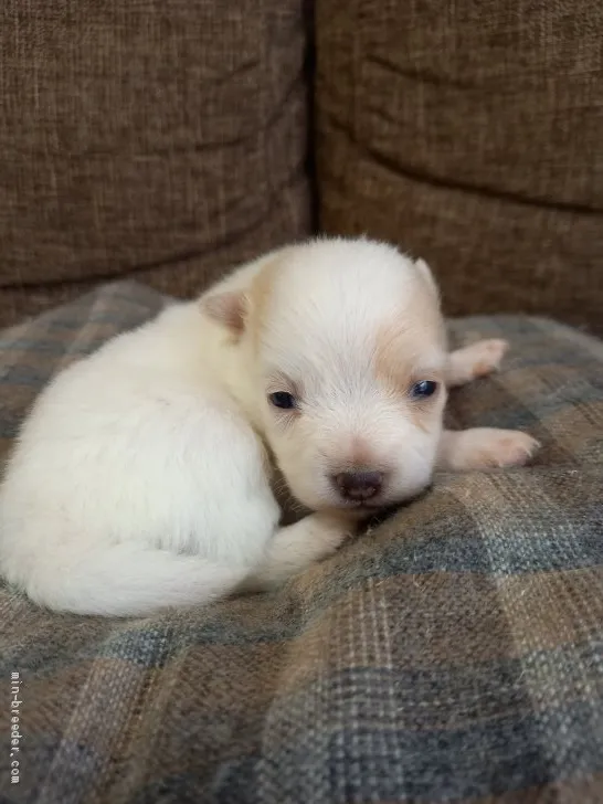 Y.O 様のお迎えした子犬