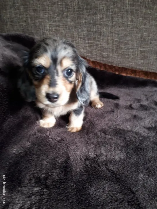 ID：2001-00712の子犬