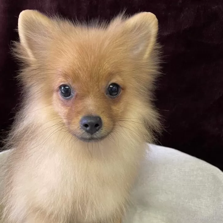 ID:2408-04914の子犬
