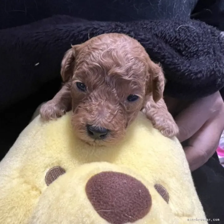 ID:2303-00580の子犬