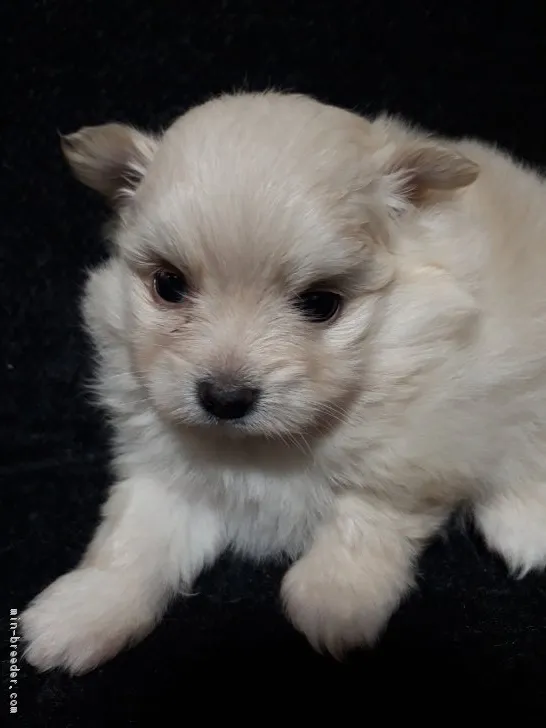 セシル 様のお迎えした子犬