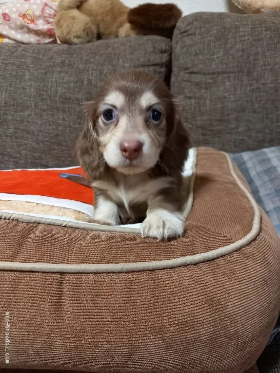 ウラタ 様のお迎えした子犬