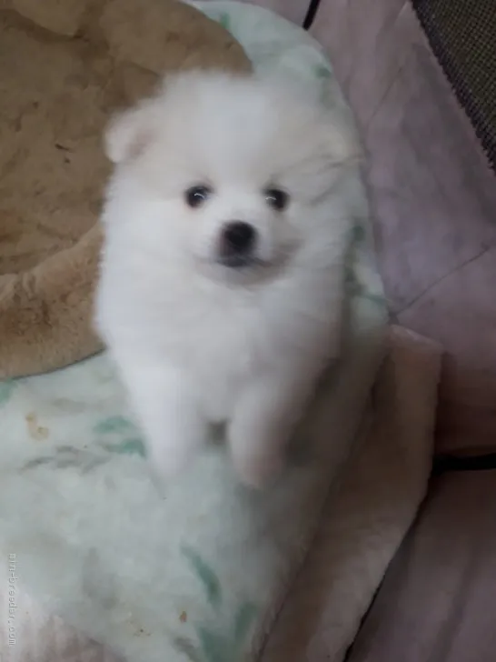 ID：2005-03134の子犬