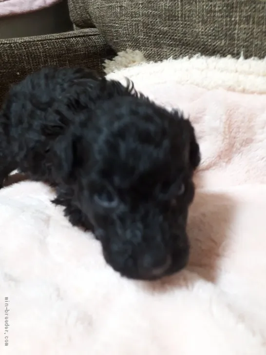 Y.O 様のお迎えした子犬