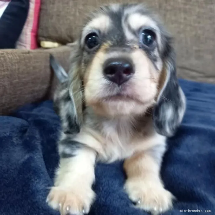ID:2208-02143の子犬