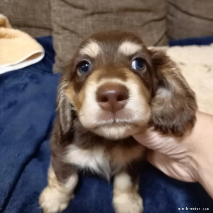 あお 様のお迎えした子犬