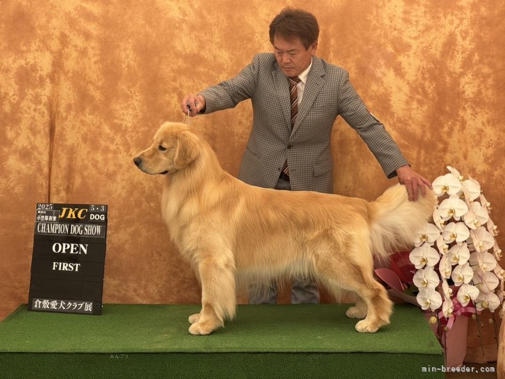 ゴールデンレトリバーCHマーニくん｜山口　明美(やまぐち　あけみ)ブリーダー(岐阜県・フレンチブルドッグなど・JKC登録)の紹介写真1