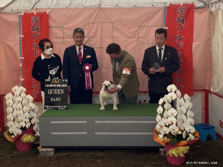 山口　明美(やまぐち　あけみ)ブリーダー(岐阜県・フレンチブルドッグなど・JKC登録)の紹介写真2