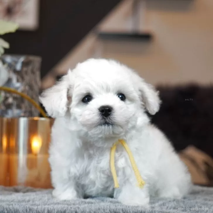 R.T 様のお迎えした子犬