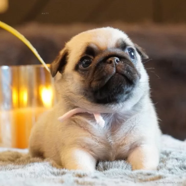 ID：2507-04905の子犬