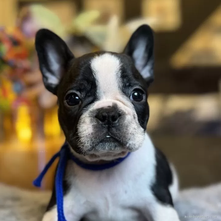 フレンチブルドッグ【岐阜県・男の子・2025年9月30日・パイド】の写真1