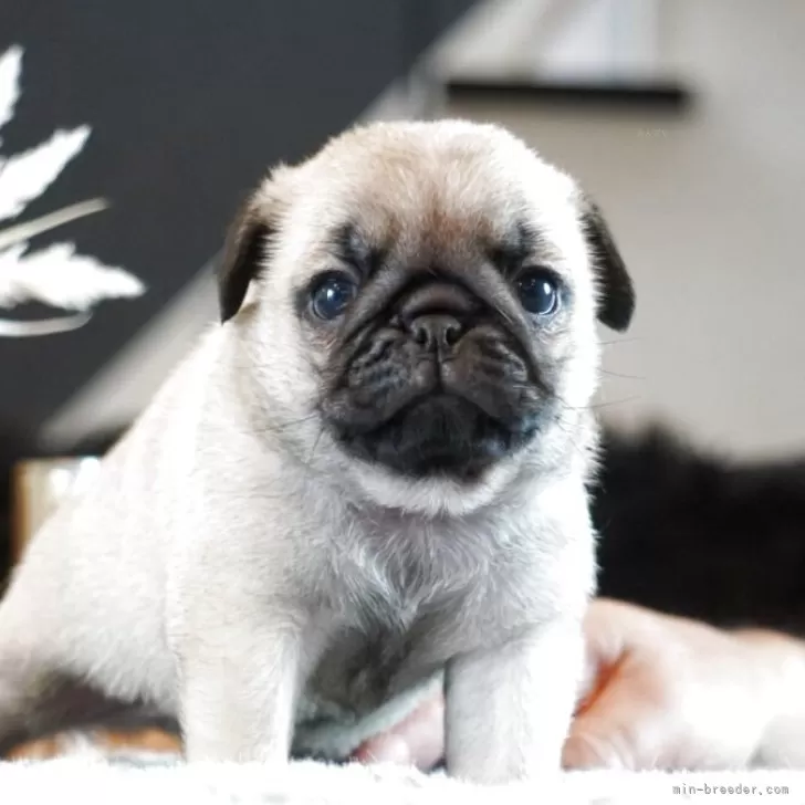 チカコ 様のお迎えした子犬