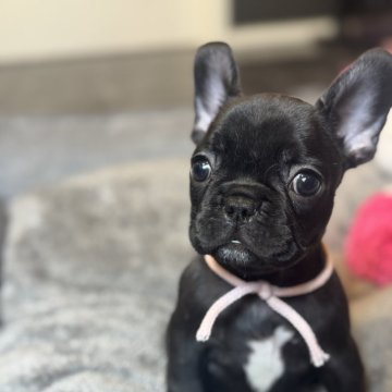 フレンチブルドッグ【岐阜県・女の子・2025年9月19日・パイド】の写真「かわいい💕女の子」