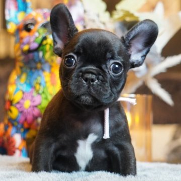 フレンチブルドッグ【岐阜県・女の子・2025年9月19日・パイド】の写真「かわいい💕女の子」