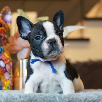 フレンチブルドッグ【岐阜県・男の子・2025年9月30日・パイド】の写真「かわいい💕かっこいい😎男の子」