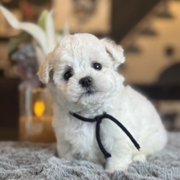 ビションフリーゼ【岐阜県・男の子・2025年9月16日・白】の写真「ふわふわもこもこかわいい💕男の子」