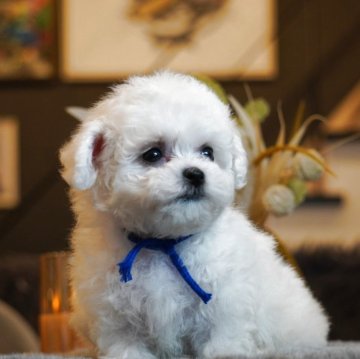 ビションフリーゼ【岐阜県・男の子・2025年9月16日・白】の写真「ふわふわもこもこかわいい💕男の子」