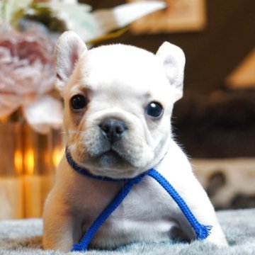 フレンチブルドッグ【岐阜県・男の子・2025年9月22日・クリーム】の写真「可愛すぎる男の子」