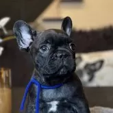 フレンチブルドッグ