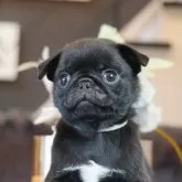 パグ