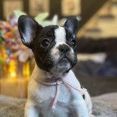 フレンチブルドッグ