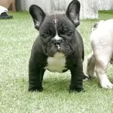 フレンチブルドッグ