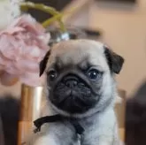 パグ