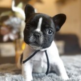 フレンチブルドッグ