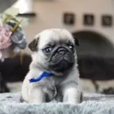 パグ
