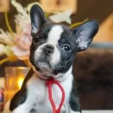 フレンチブルドッグ【岐阜県・女の子・2025年9月30日・パイド】の写真1